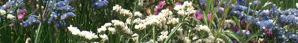 withinweb header image 2