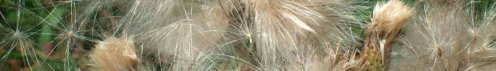 withinweb header image 4